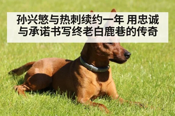 孙兴慜与热刺续约一年 用忠诚与承诺书写终老白鹿巷的传奇